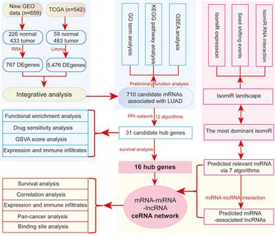 Characterization of Cell Cycle-Related Competing Endogenous RNAs Using Robust Rank Aggregation as Prognostic Biomarker in Lung Adenocarcinoma